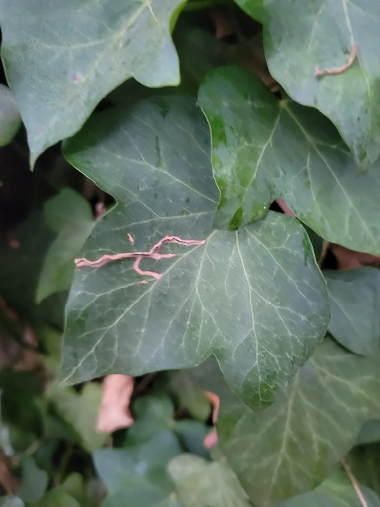 Hedera helix