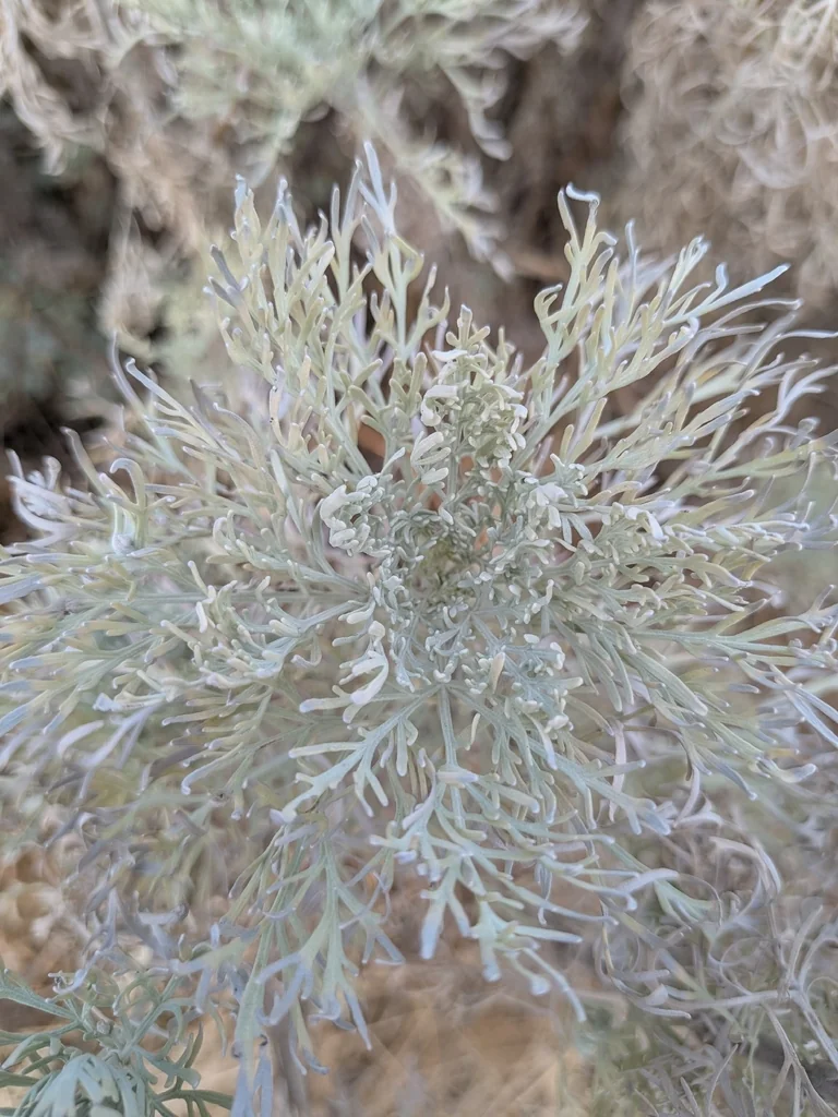 Artemisia Arborescens