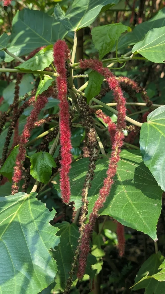 Acalypha hispida