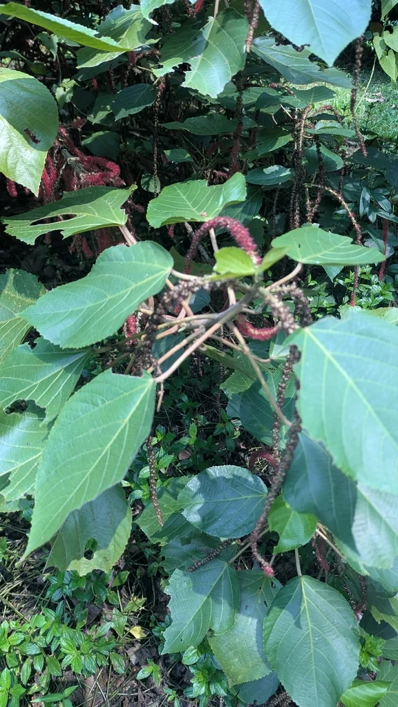 Acalypha hispida