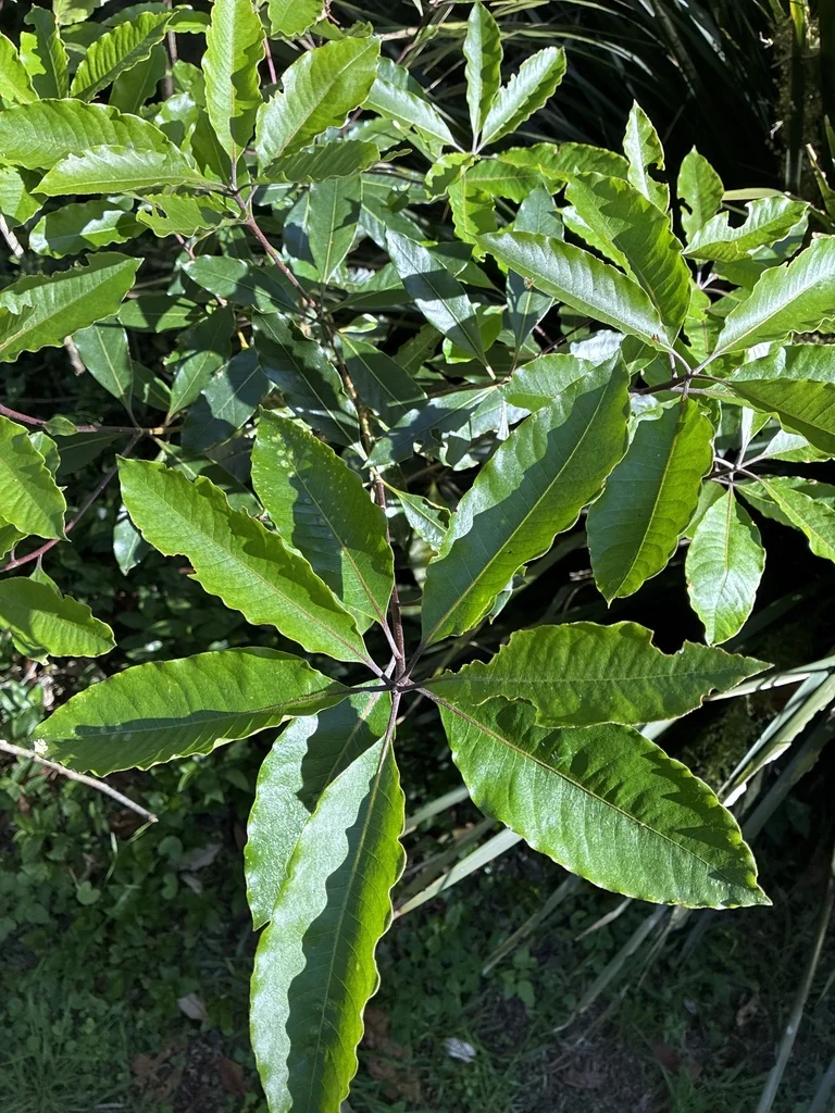 Pittosporum Undulatum