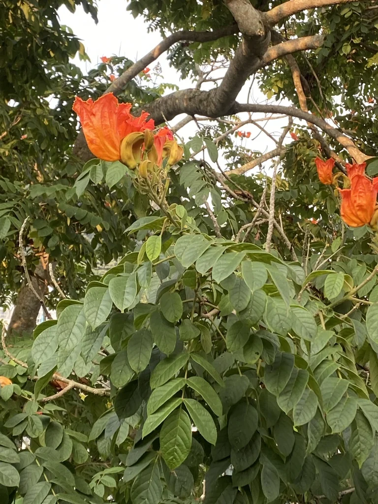 Spathodea Campanulata