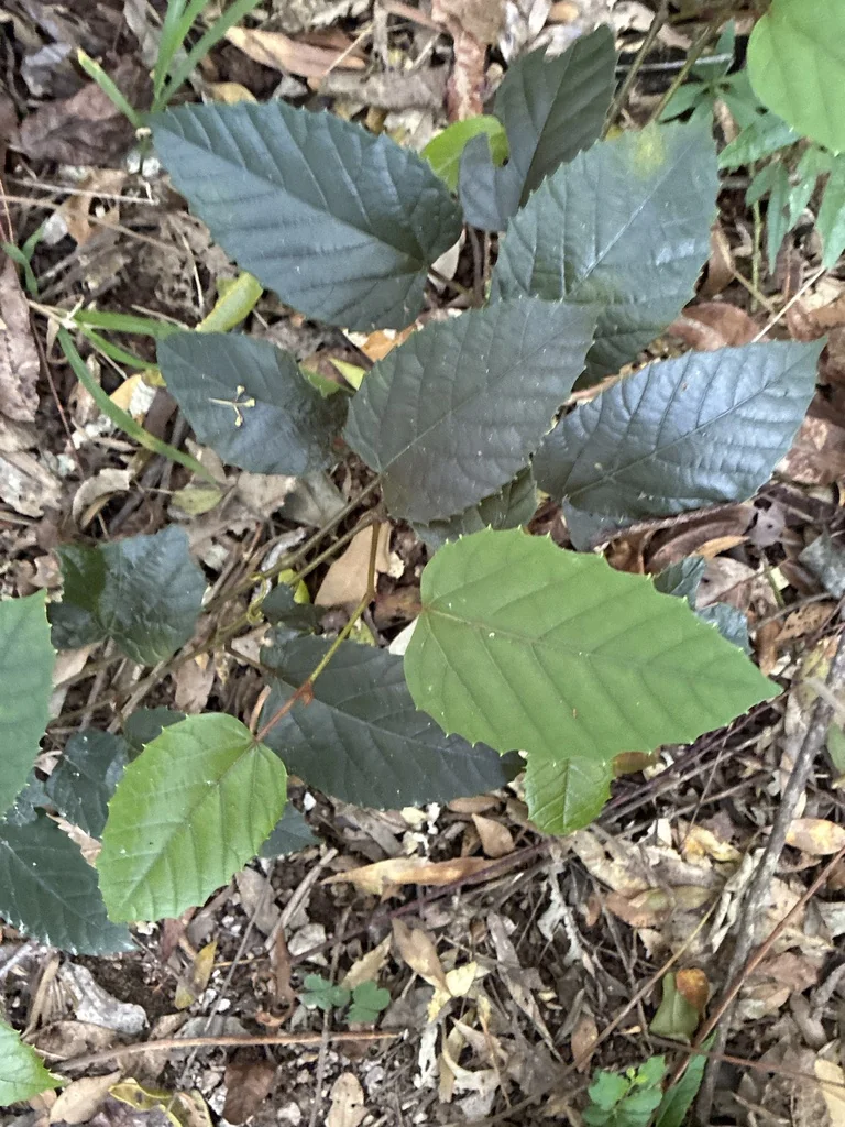 Cissus Antarctica