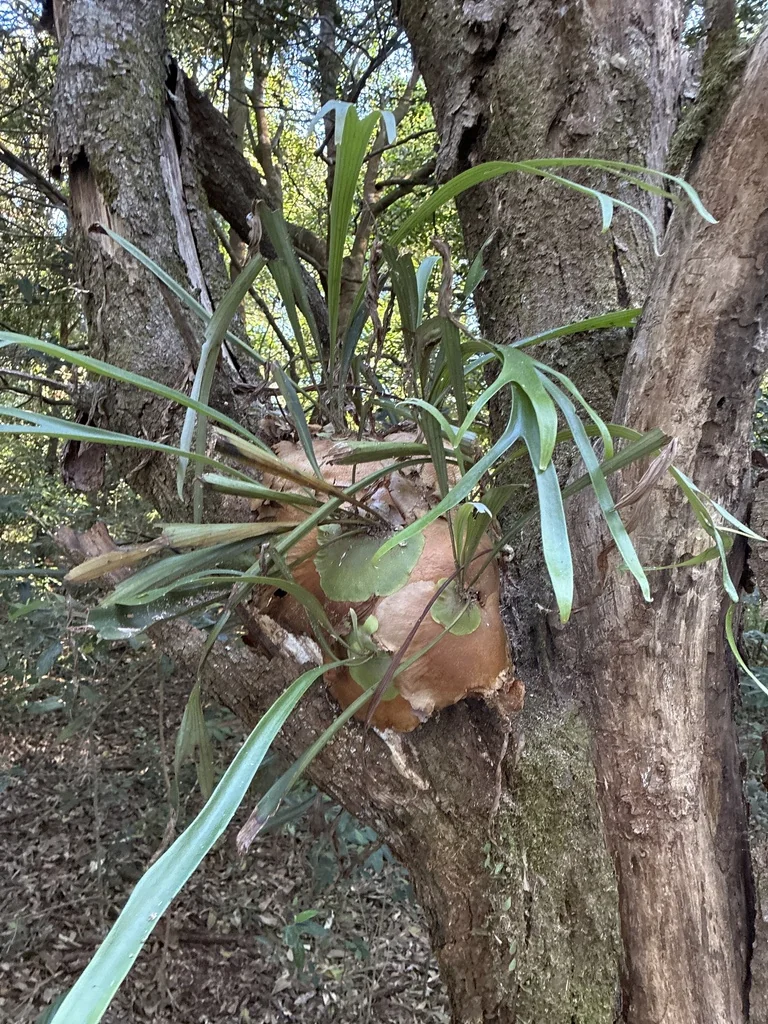 Platycerium bifurcatum