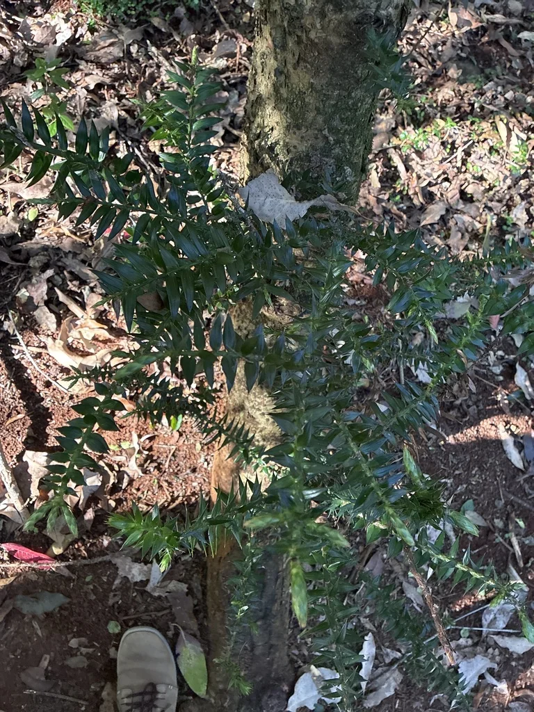Araucaria Bidwillii