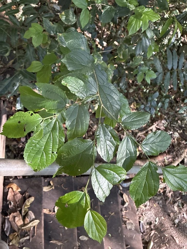 Celtis Sinensis