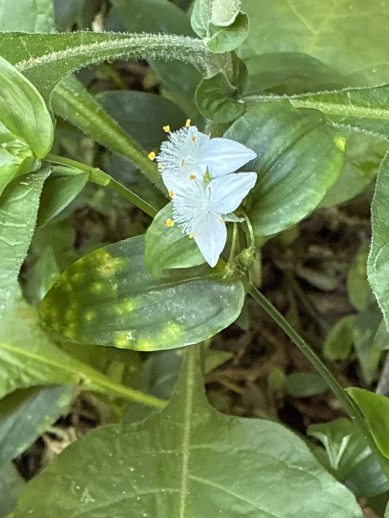 Tradescantia fluminensis
