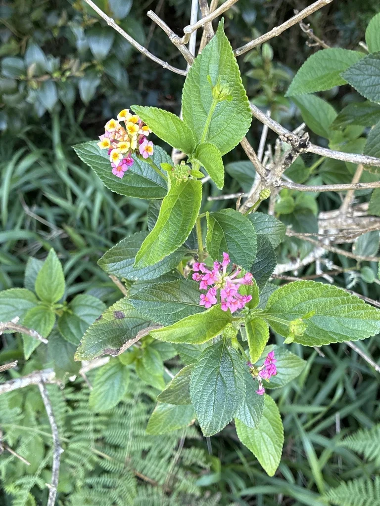 Lantana camara