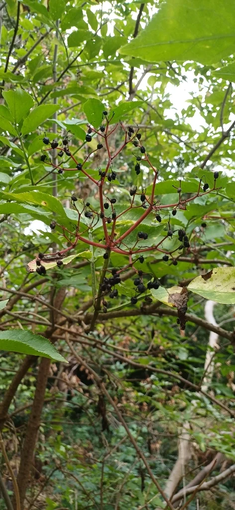 Sambucus nigra