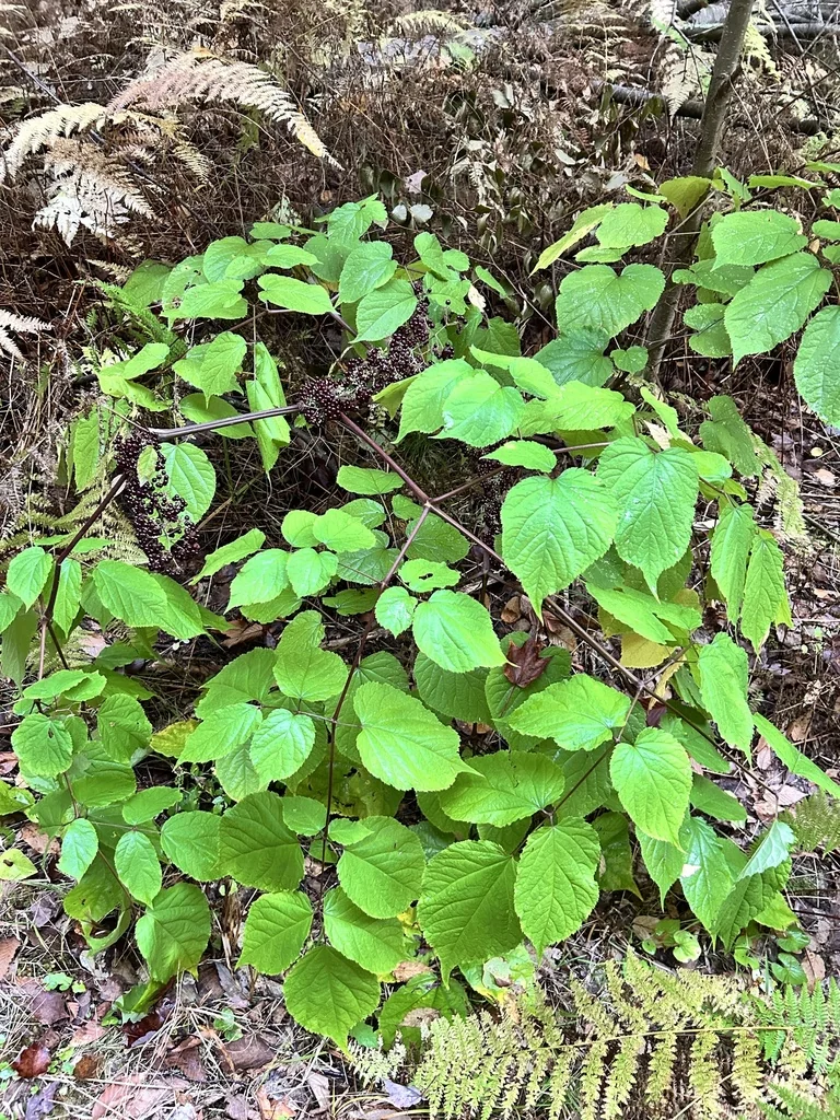Aralia Racemosa