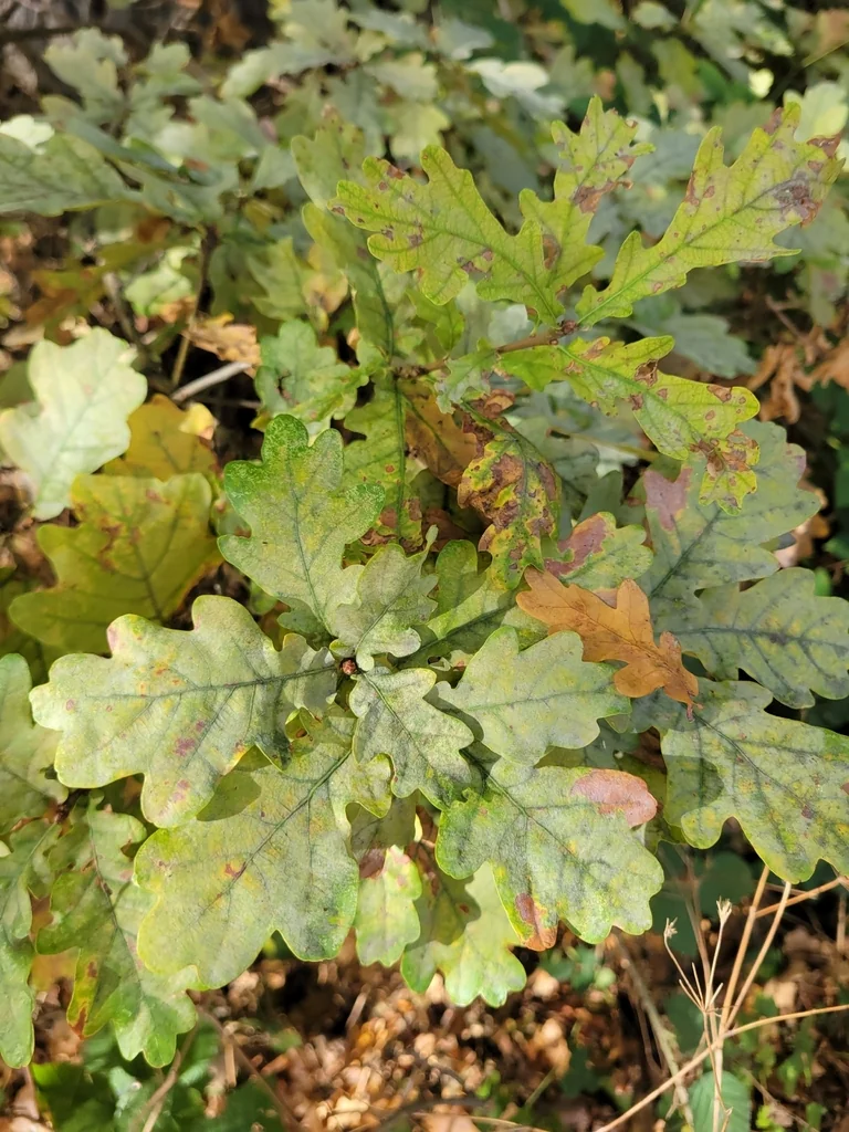 Quercus Robur