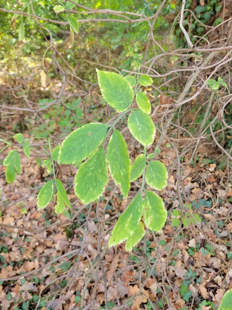 Sambucus nigra