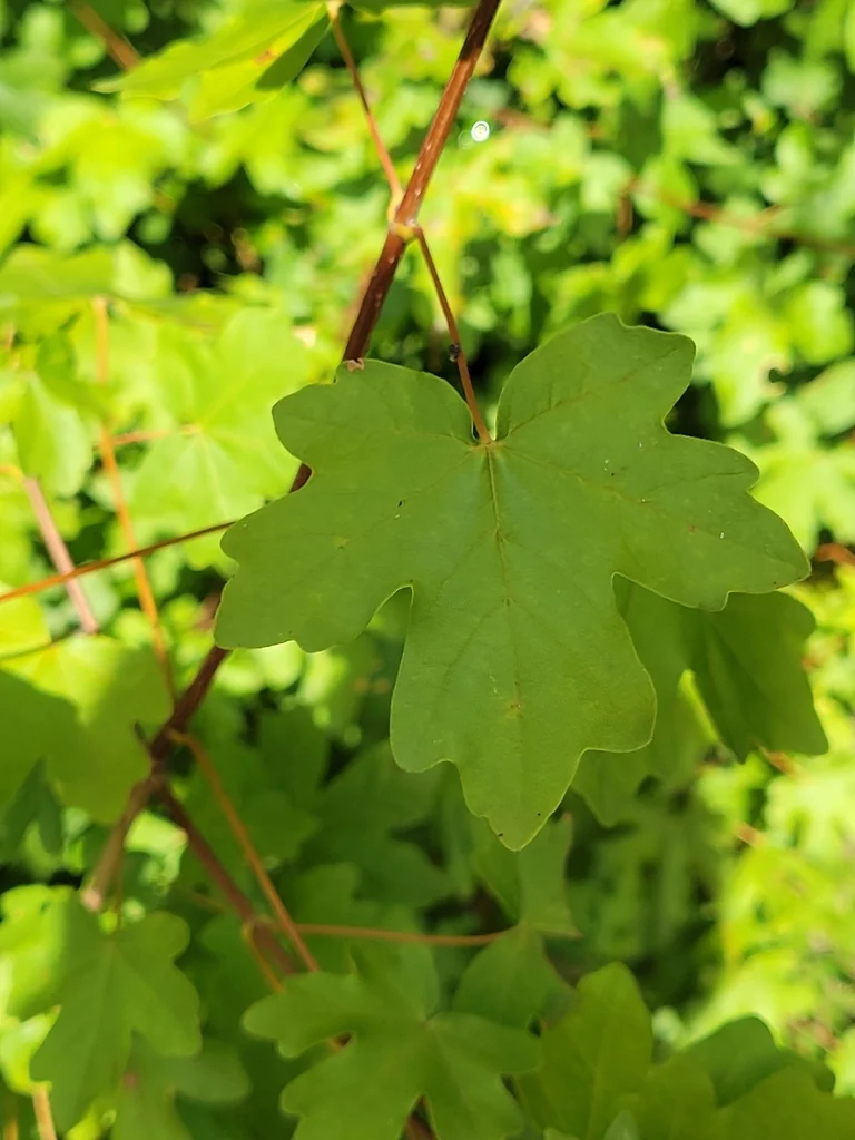 Acer Campestre