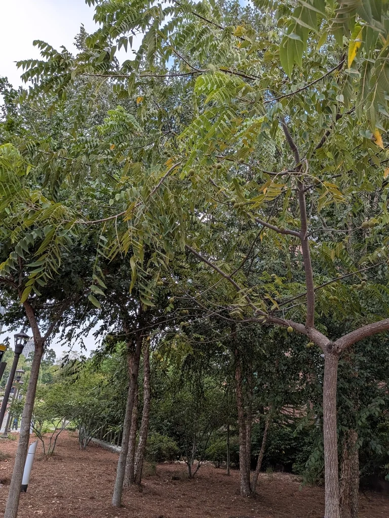 Juglans Nigra