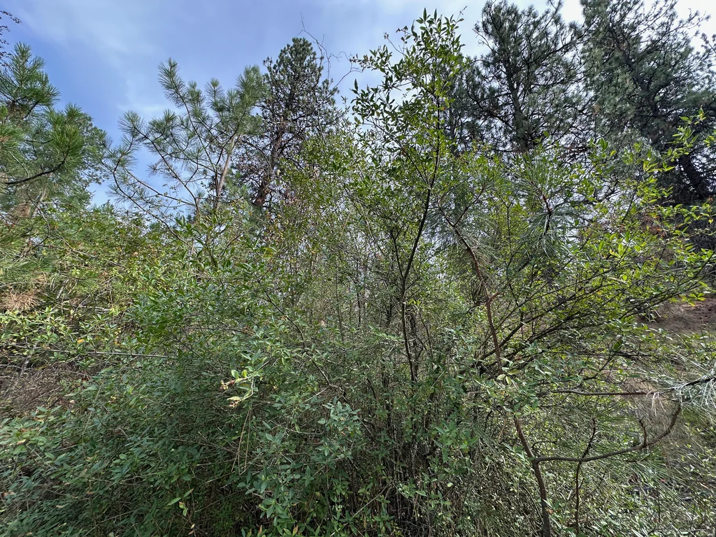 Ligustrum Vulgare