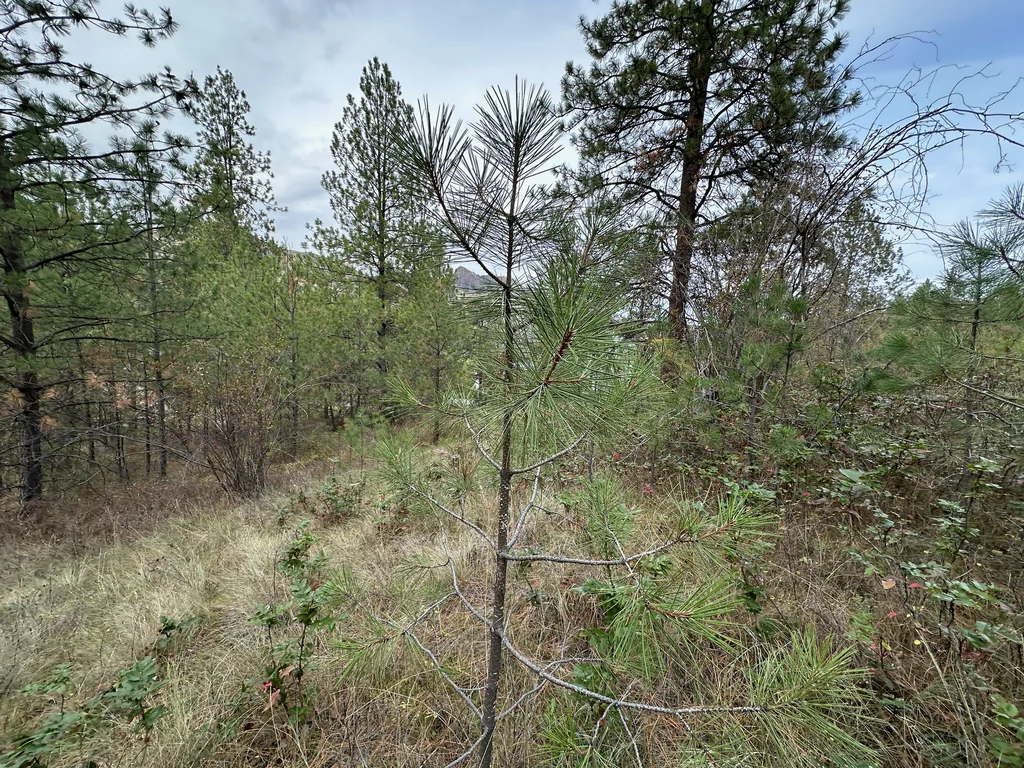 Pinus Ponderosa