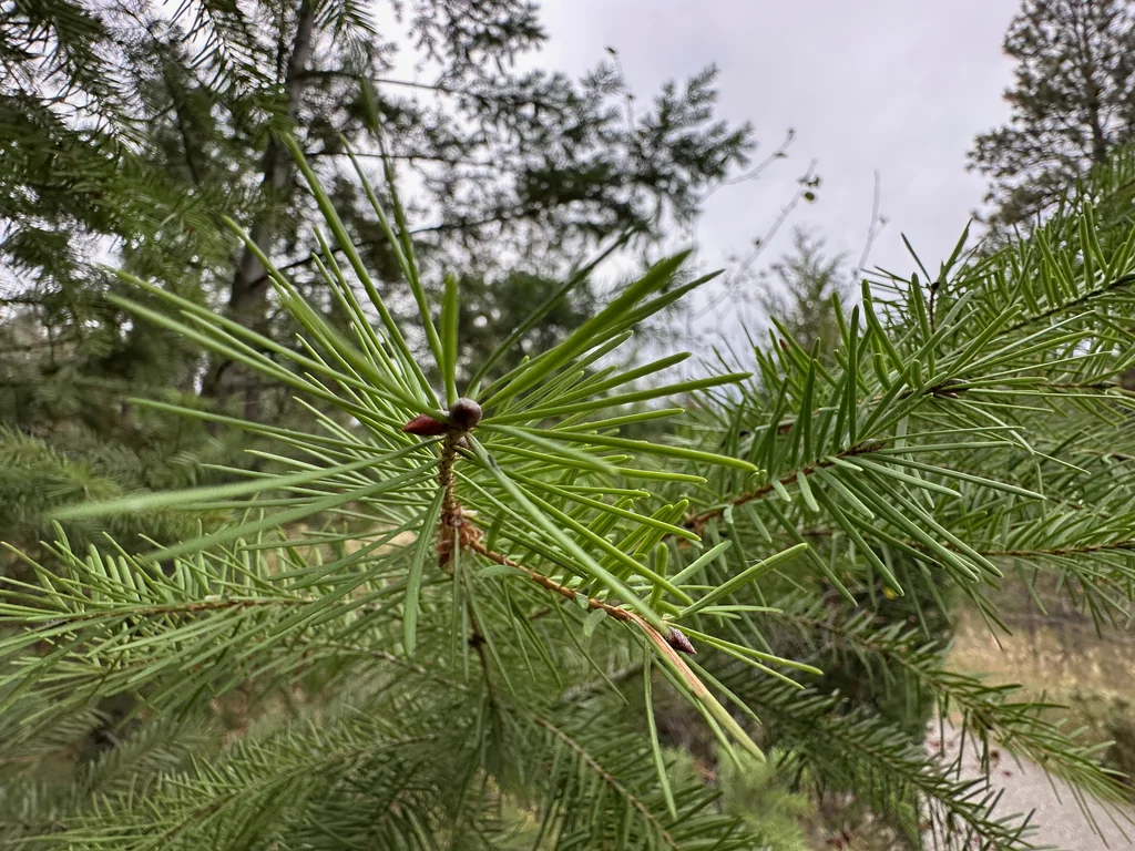 Pseudotsuga Menziesii