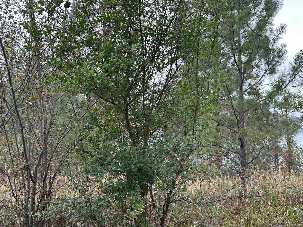 Ligustrum Vulgare