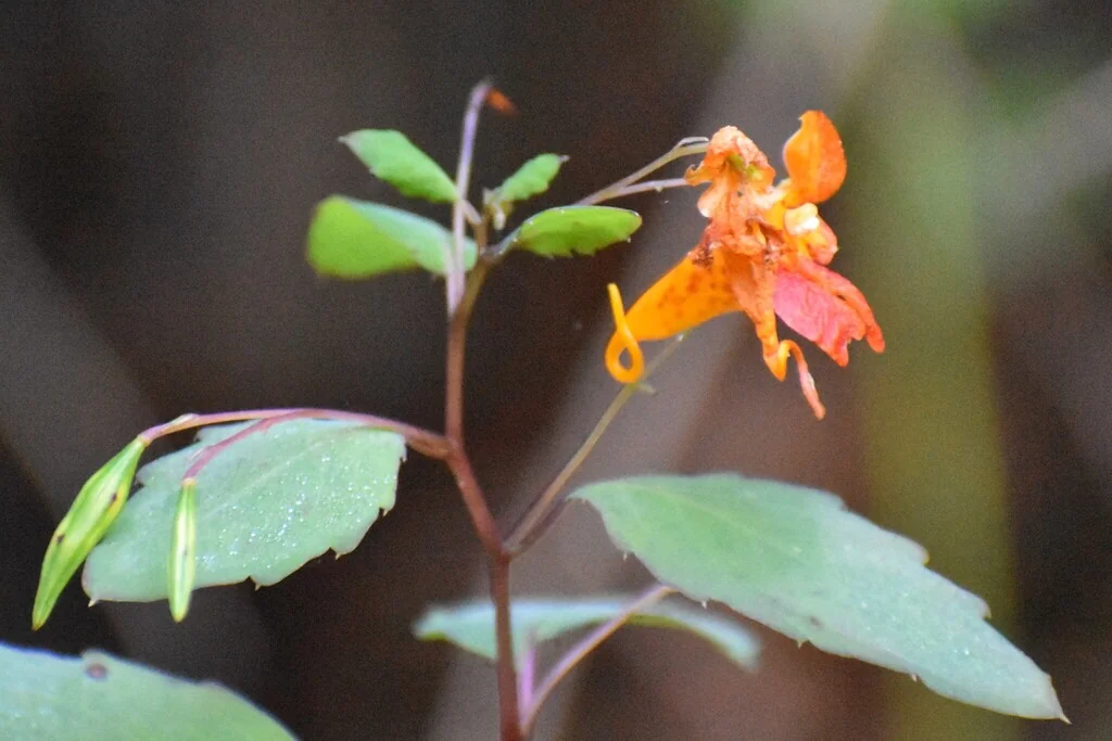 Impatiens Capensis