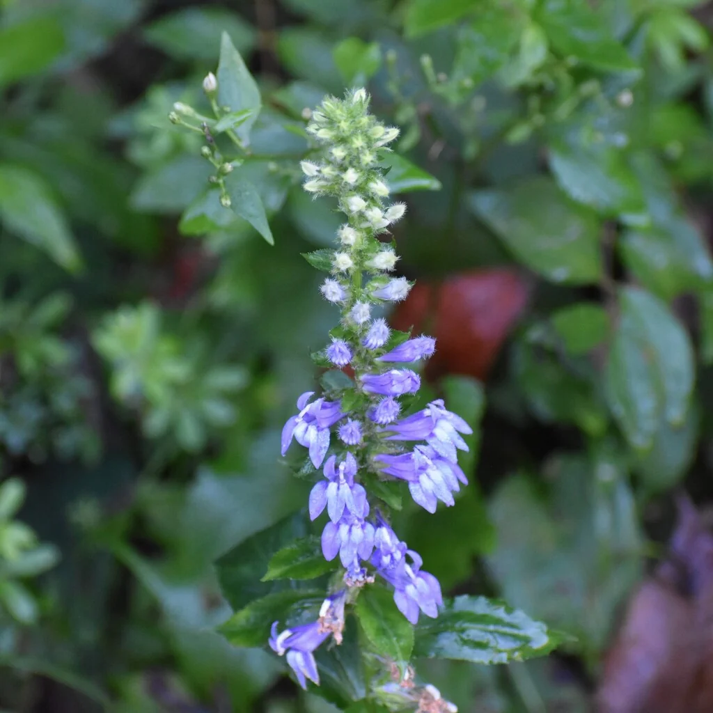 Lobelia Siphilitica