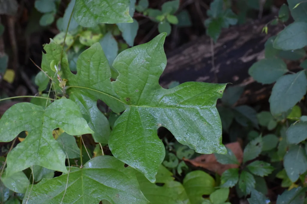 Liriodendron Tulipifera
