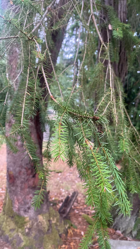 Pseudotsuga Menziesii