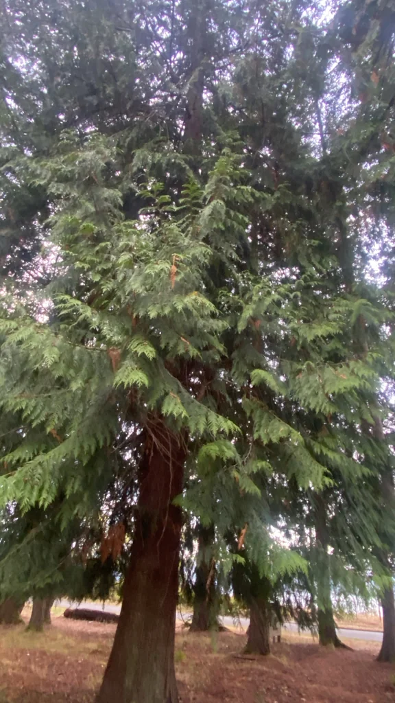 Thuja plicata