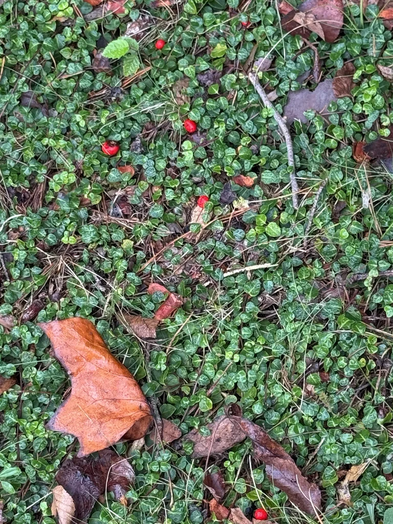 Mitchella Repens