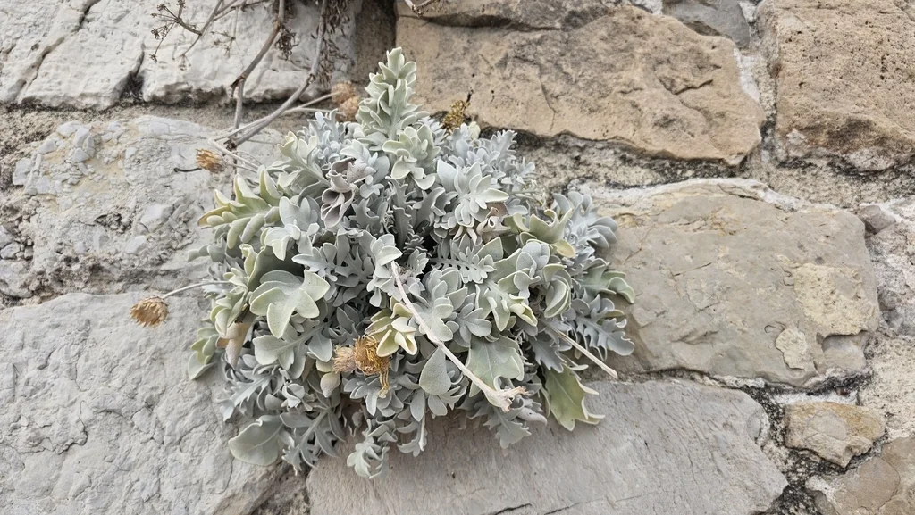 Senecio Cineraria