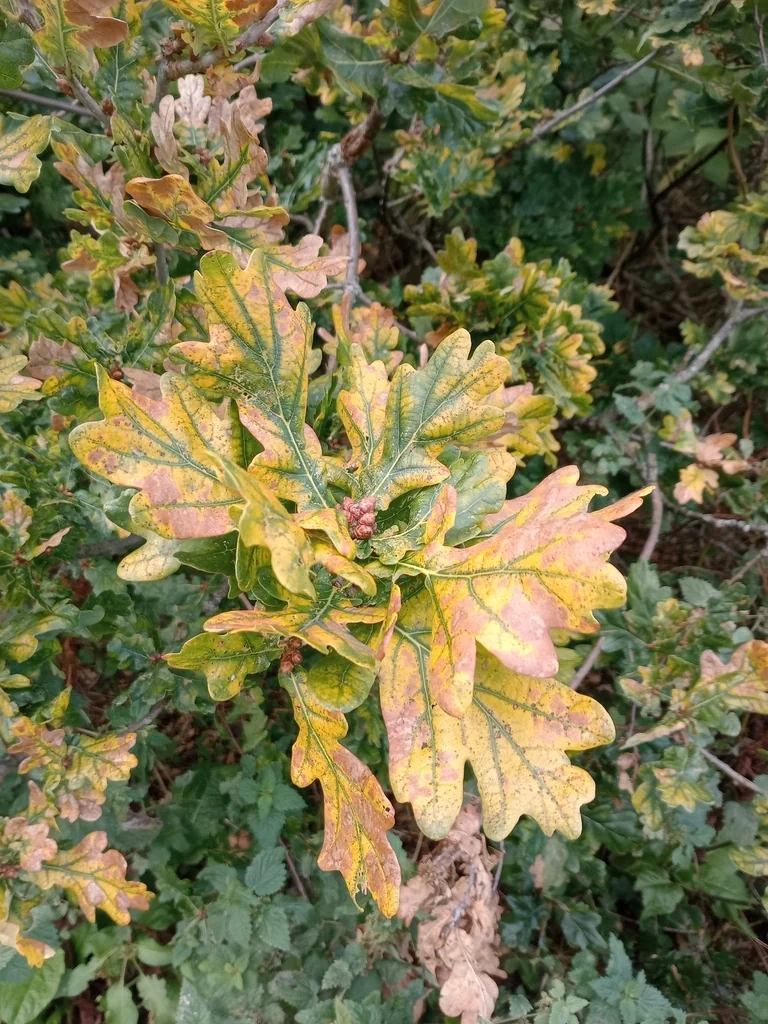 Quercus Robur