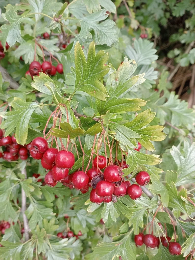 Crataegus Monogyna