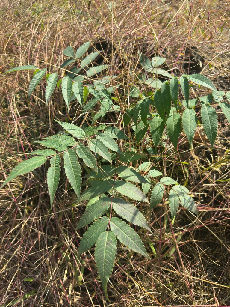 Rhus Typhina