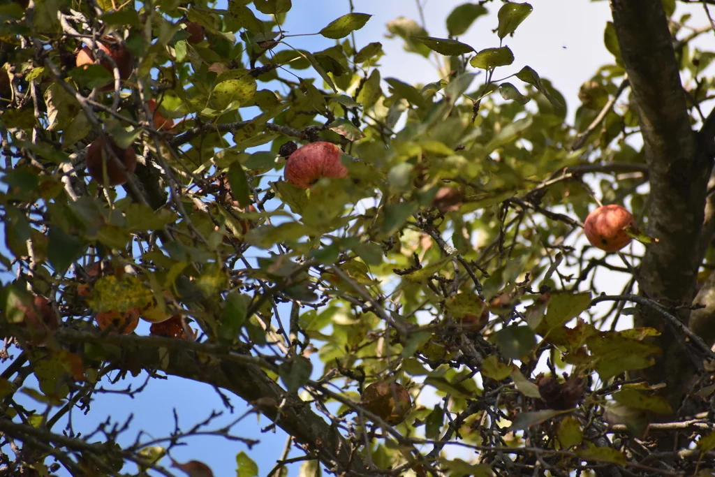 Malus Pumila