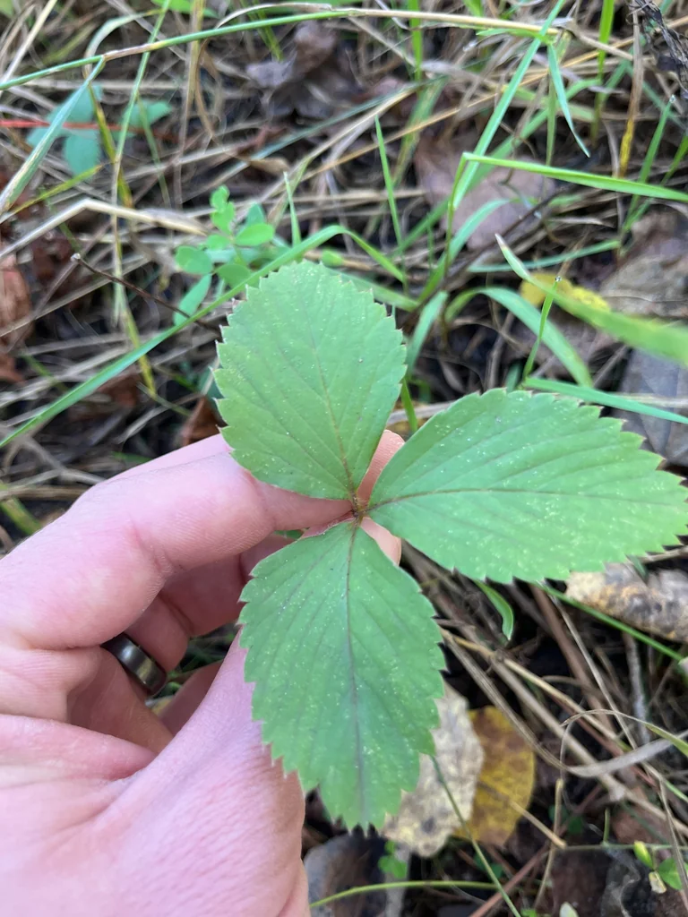 Fragaria Virginiana