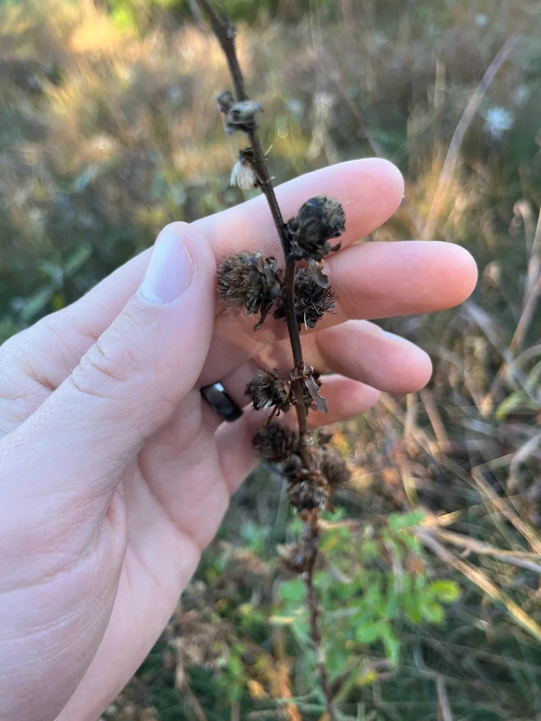 Liatris Aspera