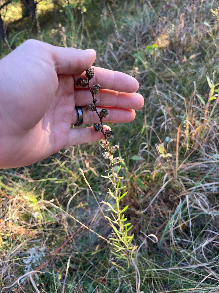 Liatris Aspera