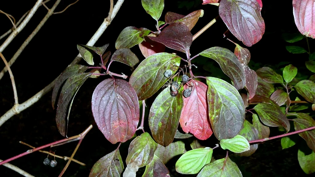 Cornus sanguinea