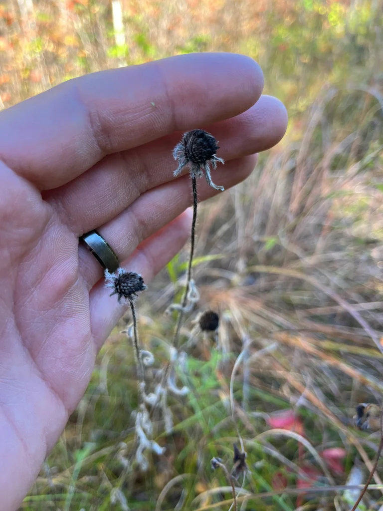 Rudbeckia Hirta
