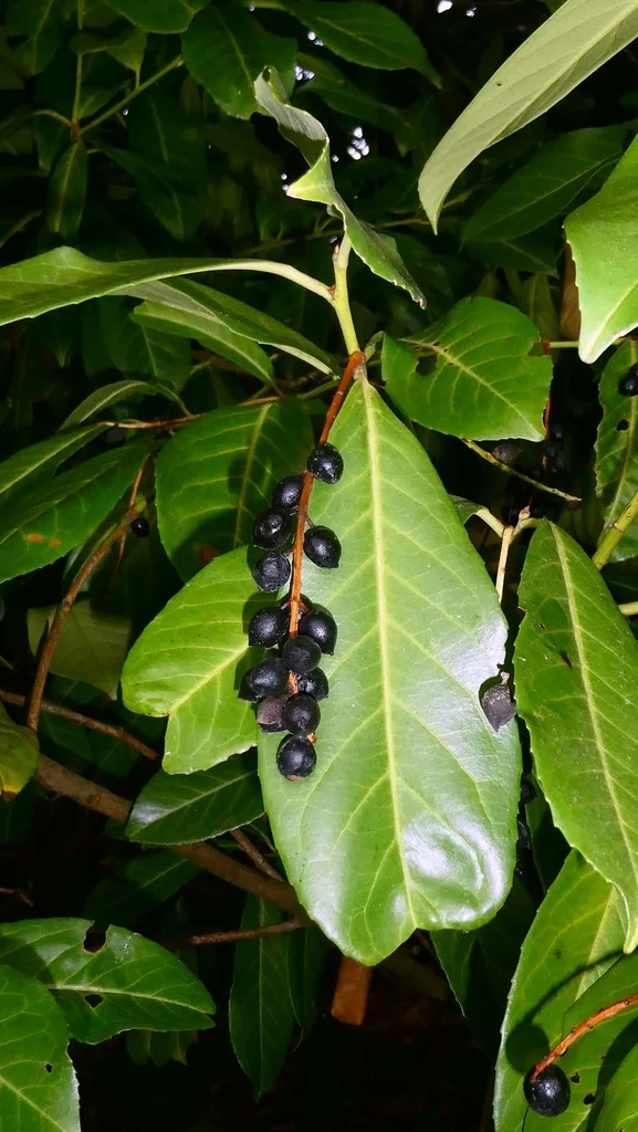 Prunus Laurocerasus