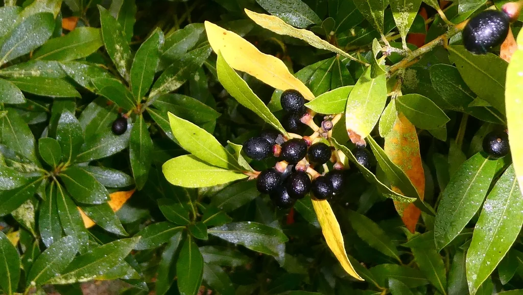 Laurus Nobilis