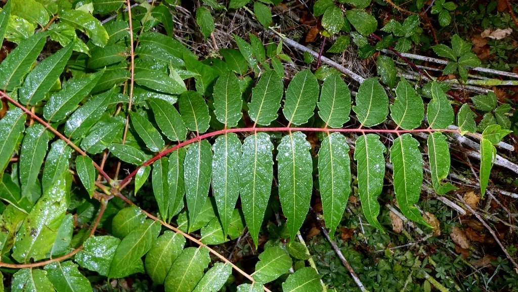 Ailanthus Altissima