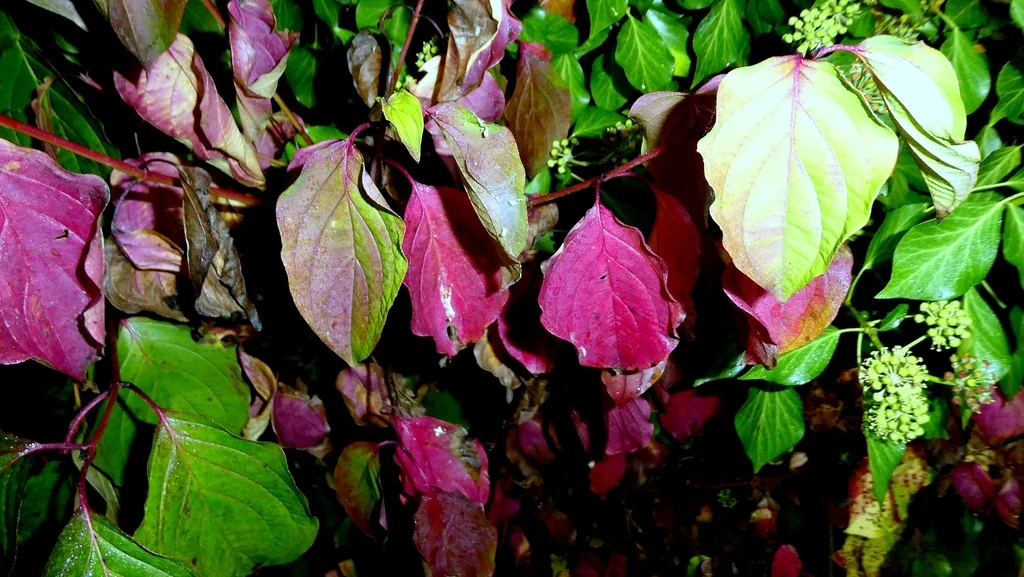 Cornus sanguinea
