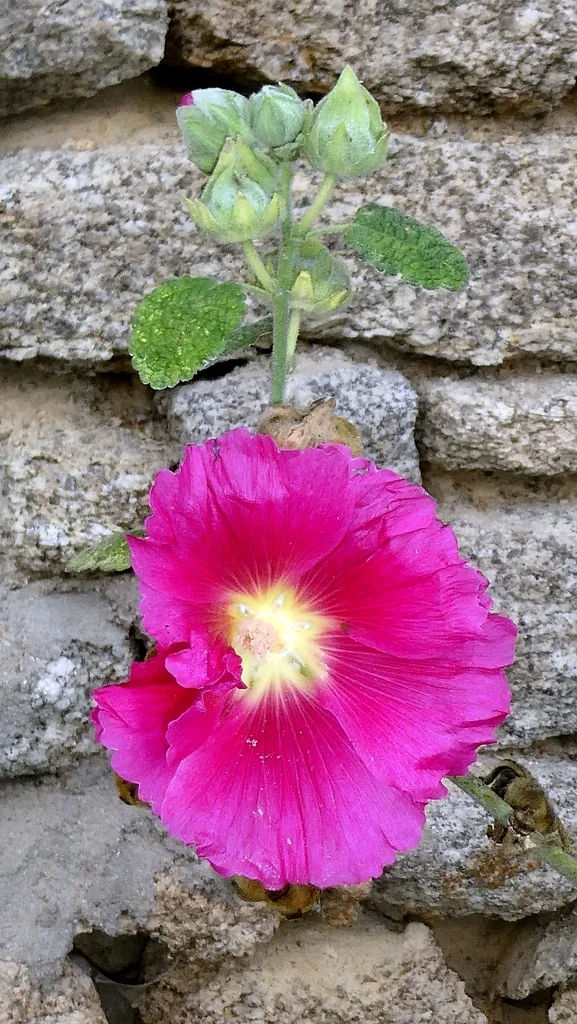 Alcea Rosea