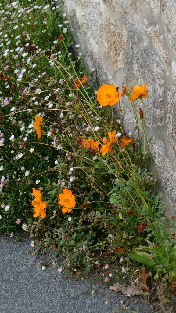 Cosmos Sulphureus