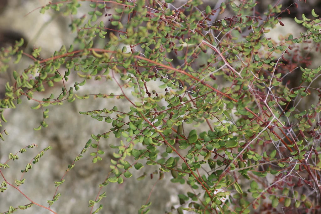 Pellaea Andromedifolia