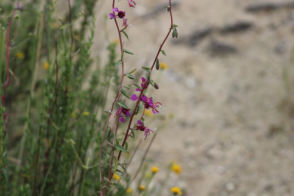 Clarkia Unguiculata