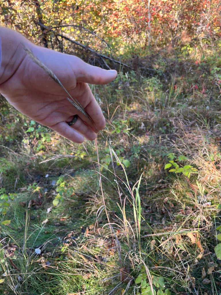 Andropogon Gerardii