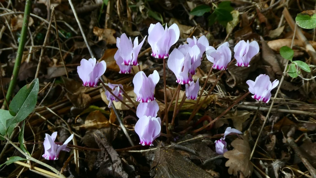 Cyclamen Hederifolium