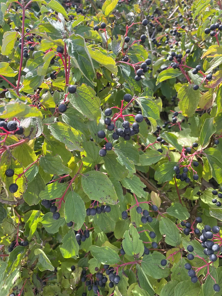 Cornus sanguinea