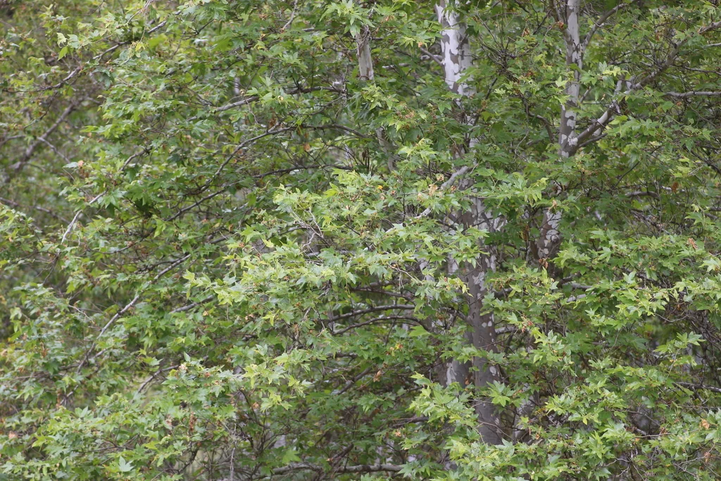 Platanus Racemosa
